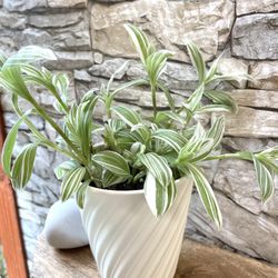 Beautiful Tradescantia Pistachio House Plant In Cute Textured Pot 5.5"H.