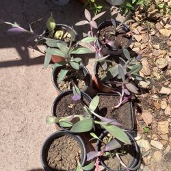 Purple heart  or Purple Queen Starter Plants