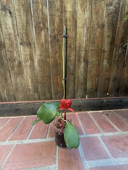 Sweetheart Plant