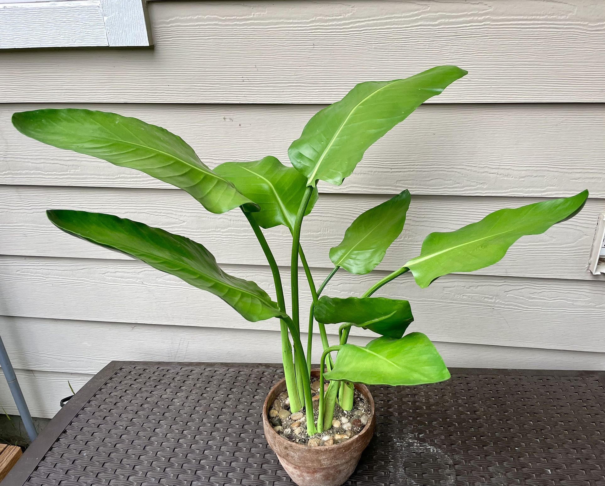 34” Bird of Paradise Fake Tropical Plant
