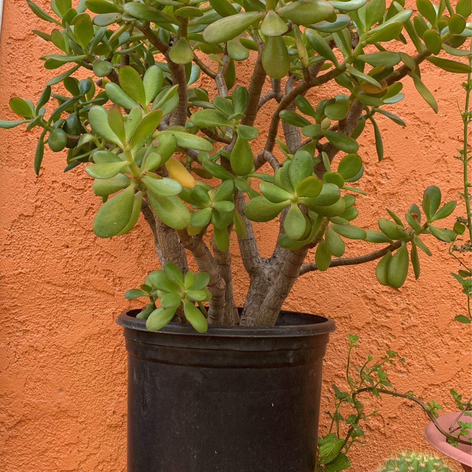 spiral lucky bamboo plant Tornado Bamboo Topiary - Live Plant - Ships Bare Root - Approx 10 Inch Tall Spiral Shaped Stalks