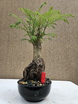 callicarpa bonsai Callicarpa japonica