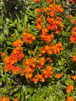 Mexican Flame Vine Plant