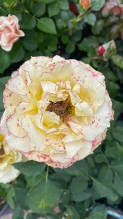 Rosal