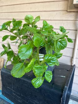 Swedish Ivy, Swedish Begonia, Money Plant.