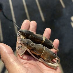 Rat Swimbait