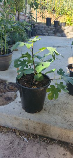 Fig Tree