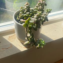 Succulent 