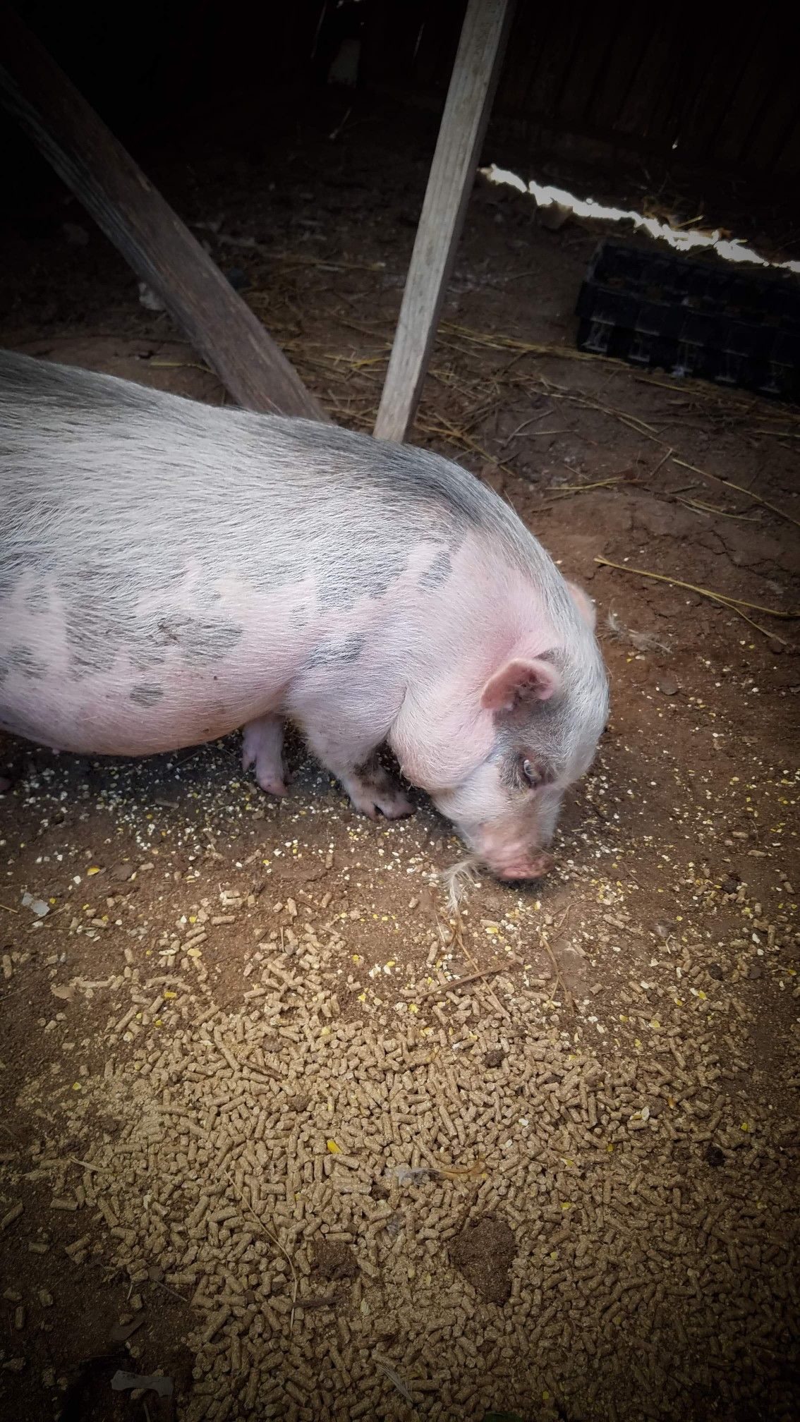 Mini pig