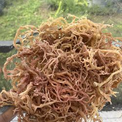 Red Sea Moss From Tanzania