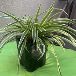 Spider plant