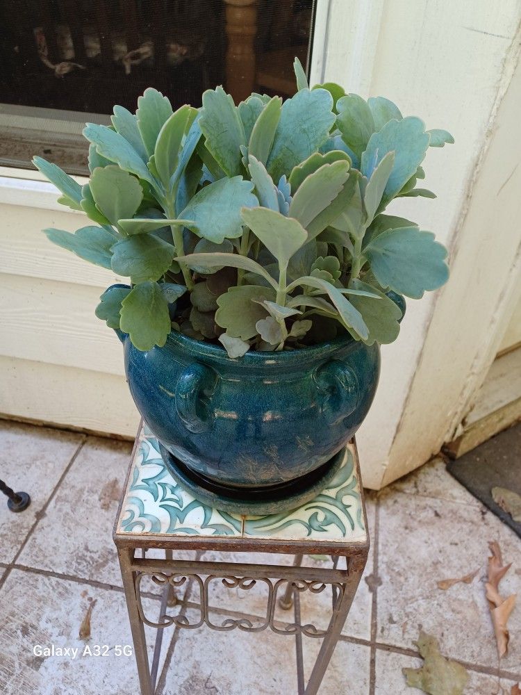 Kalanchoe Succulent (Plant) With Poceline Pot