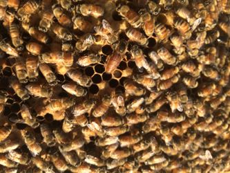 LiveBeeRemoval