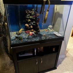 Fish  Tank
