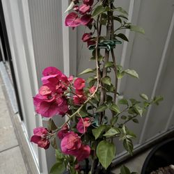 Pink Bougainvillea Plant
