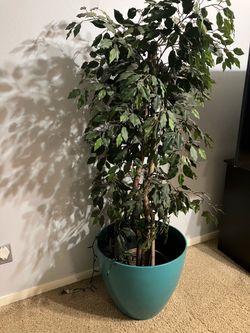2 Large Artificial Ficus Tree in Teal Pot