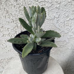 1 Gallon Pot Succulent Plant - Kalanchoe Tomentosa Baker - Panda Plant - Rooted & Established - Drought Resistant 🪴