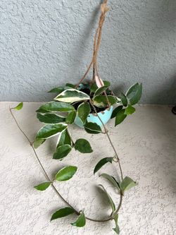 Hoya Krimson Queen  plant