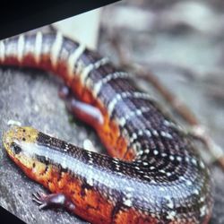 InFocus IN114a Projector – Bright, Clear, Ready to use！