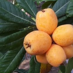 Loquat Gold Nugget variety Plant  