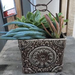 Potted Succulent 