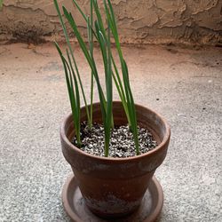 Sprouting Daffodil Bulbs In Terracotta Pots