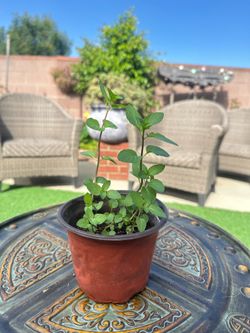 Fresh mint plant