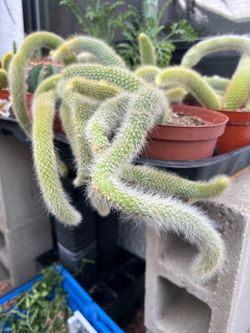 Monkey Tail Cactus in 6in Pot