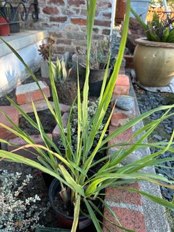 Lemongrass Plant