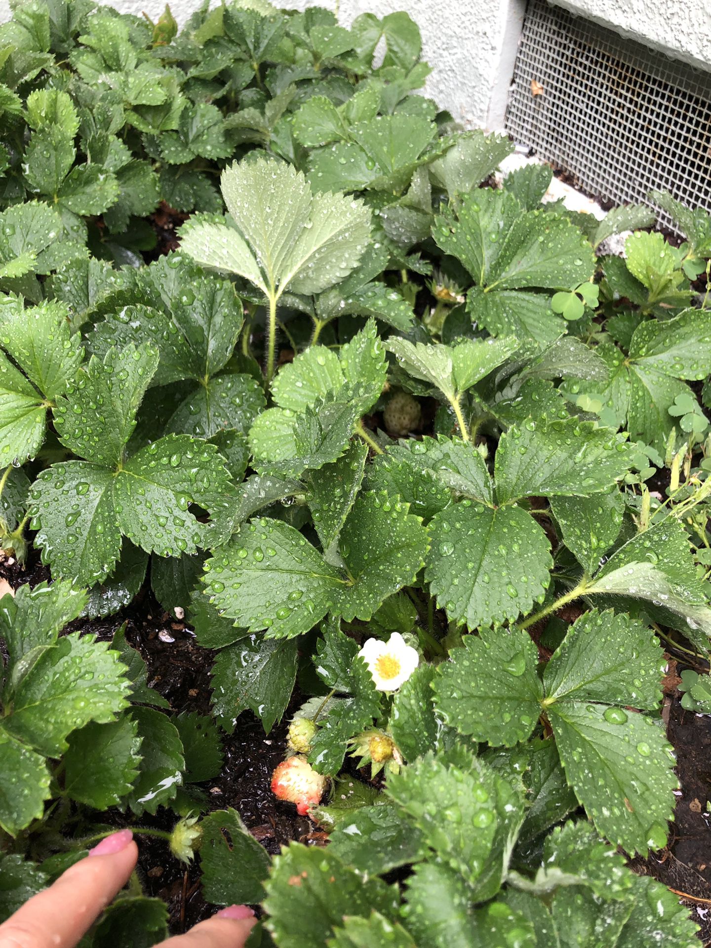 Strawberries plants FREE