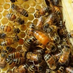 Wasp, Hornet and Bees removal