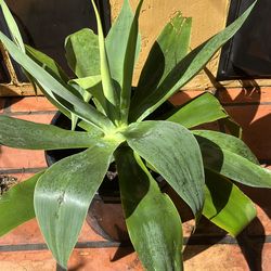 Large succulent in 15 gallon pot