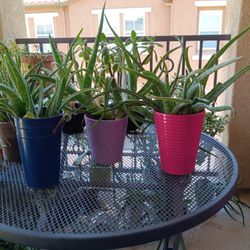 Plants With Pots $10 Each
