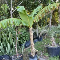 Dwarf Plantain Tree 