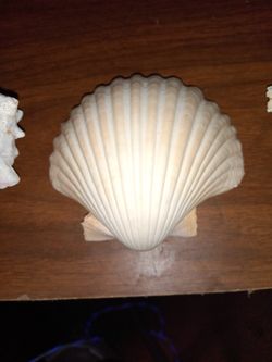 seashells 