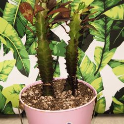 ❣️🌿Euphorbia Trigona Rubra Cv Royal Red🌿❣️