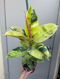 Ficus Elastica Shivereana Moonshine House Plant 6” Pot