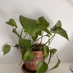 Pothos Plant in 5’ Terracotta Pot 