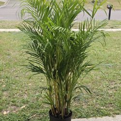 Areca Palm In 3gallons Pot Live Plants 