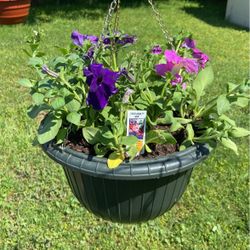 Plantas Colgantes //Hanging Plants 