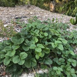 Everbearing Strawberry $2