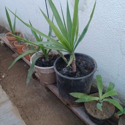 Wodyetis Cola De Zorro Small Grow Palm