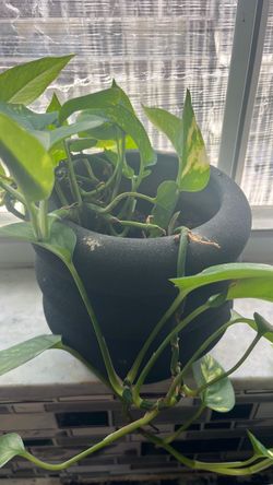 $5 plant