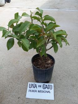 MEDICINE PLANT 10.00 DLLS.