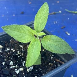 Mexican Oregano Oregano del Monte plant planta aztec azteca