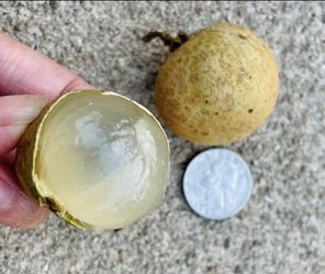 LT1 Jumbo Variety Longan Fruit LARGE Tree - 龙眼树 flowering