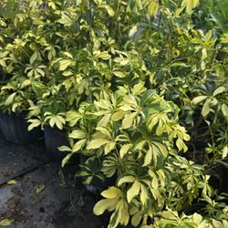 Trinette Plant In 3gal 