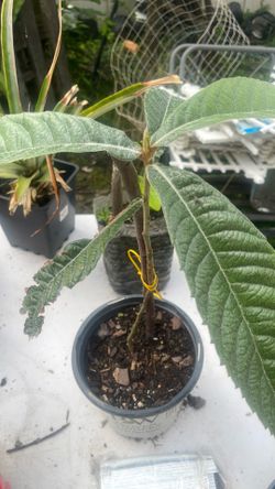 Loquat tree
