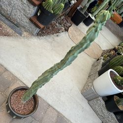 🌵 Gorgeous Tall Totem Pole Cactus! Spineless Cactus • Rare Plants • Cacti 🌵 