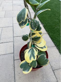 Hoya variegated Kerri